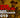 Programma Viper Ambassador - Viper Tactical