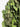 KMCS Ghillie Suit - Green-Kicking Mustang-