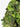 KMCS Cloak with Next Gen Leaf Strips - Green-Kicking Mustang-