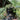 KMCS Mitznefet with 3D Leaves - Next-Gen Green-Kicking Mustang-
