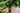 Granata flash Enola Gaye Wire Pull Flash 3.0-ENOLA GAYE-