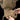 Groundhog Backpack - Nylon - Coyote-HELIKON-