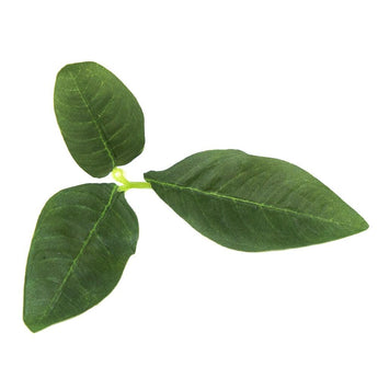 Leaf Camo – LC3 - Pine-NOVRITSCH-