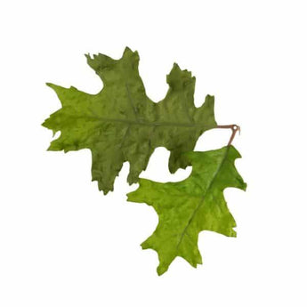 Leaf Camo – LC4 - Oak Green-NOVRITSCH-