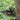 KMCS Mitznefet with 3D Leaves - Next-Gen Green-Kicking Mustang-